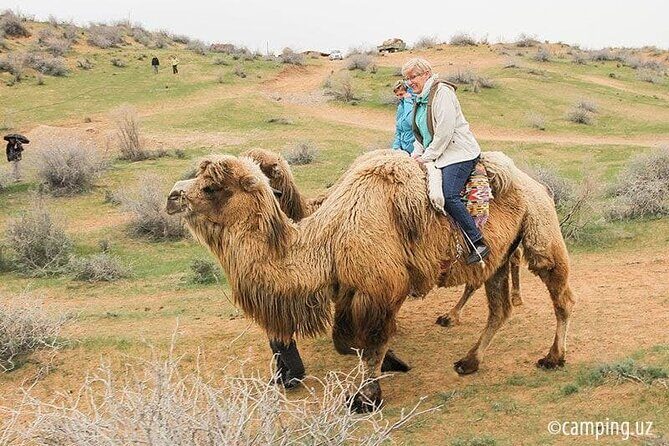 2 Days of Tour in Yurt Camp and Aydarkul - Day 2: Bukhara morning camel ride and the Silk Road stopover feel