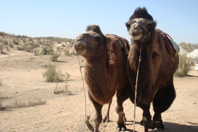 Desert Yurt Camp tour - 2 days (shared) - Tips to make the desert night smoother