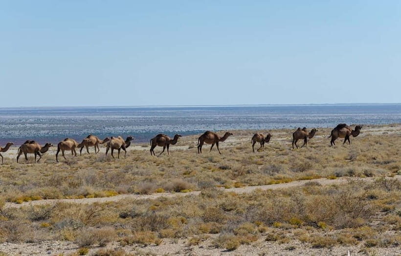 From Khiva To Aral Sea 2-Days One Night In Yurt Stay - The Aral Sea in 36 hours: Why this trip works
