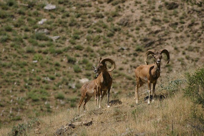 Hiking tour to Hayat, Uhum and Asraf villages – 4 days - Wild Sheep in the Nuratau Mountains: A Rare Moment, With No Pressure