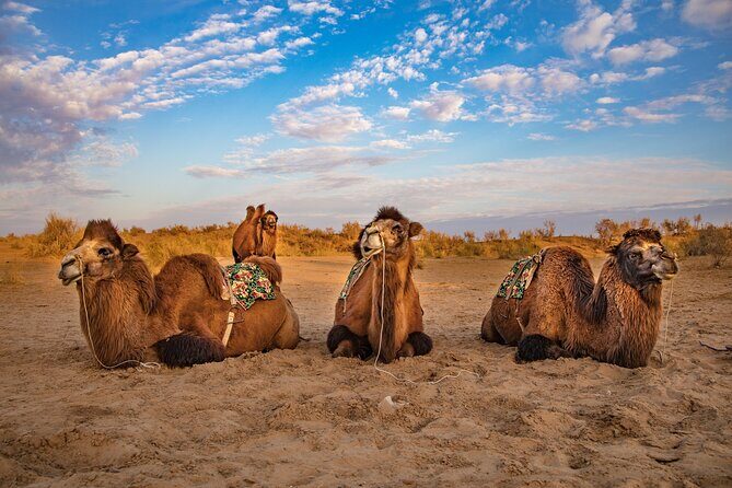 Transfer from Khiva to Bukhara by Fortresses - Comfort and Timing: Pickup, Private Transport, and What to Expect